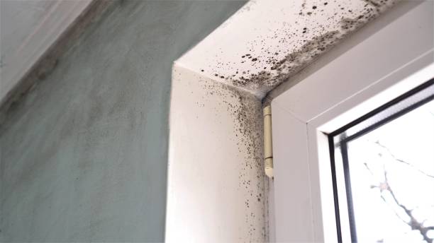 Best Mold Remediation for Healthcare Facilities  in Braddock, PA