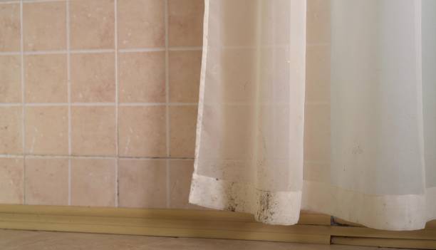 Professional Mold Removal in Braddock, PA
