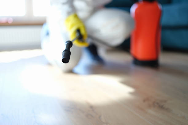 Best Mold Damage Restoration  in Braddock, PA
